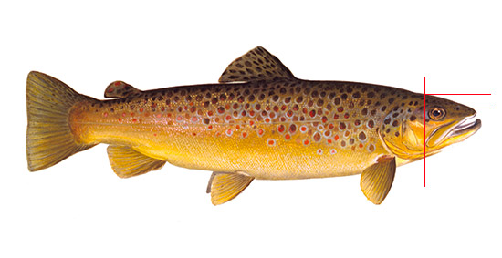 Note the placement of the brown trout eye.